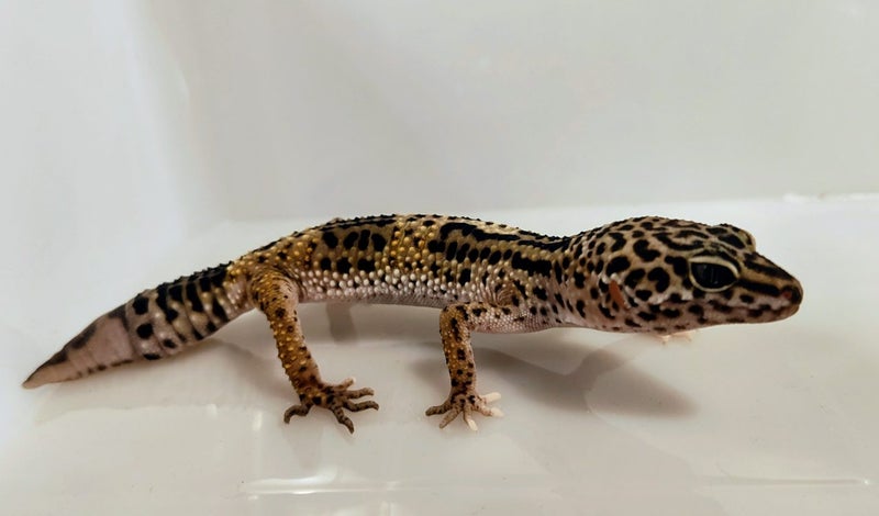 Young Leopard Gecko Carousel 2