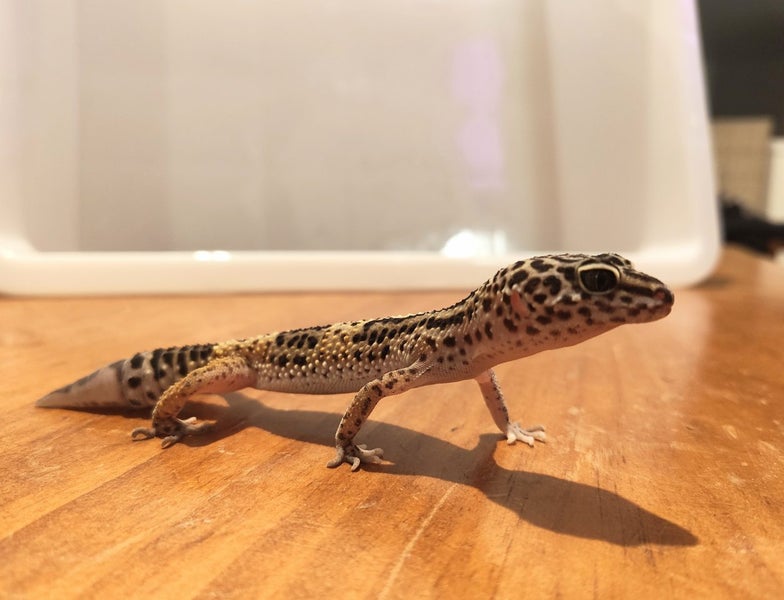 Young Leopard Gecko Carousel 1