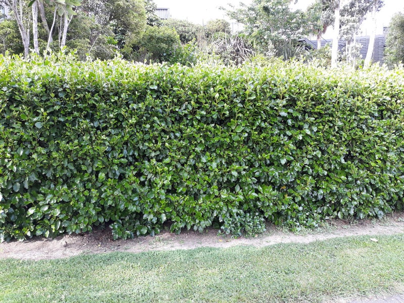 Griselinia Littoralis - "Broadway Mint" - 15-35 cm Carousel 1