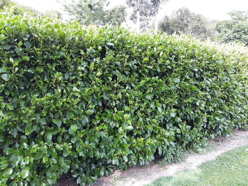 Griselinia Littoralis - "Broadway Mint" - 15-35 cm Carousel 2