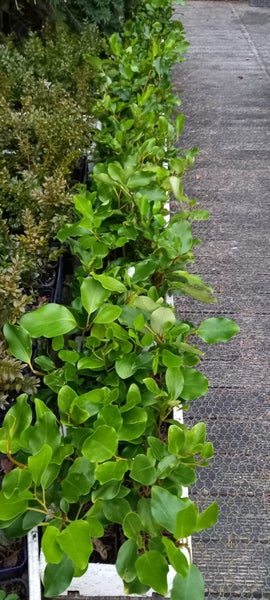 Griselinia Littoralis - "Broadway Mint" - 15-35 cm Carousel 4