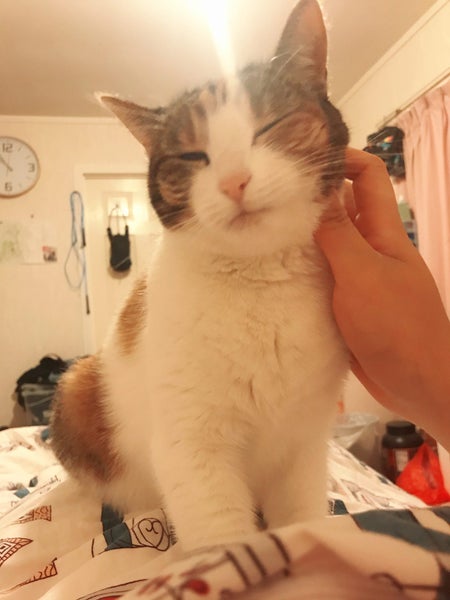 Cute Cat looking for a new home Carousel 1