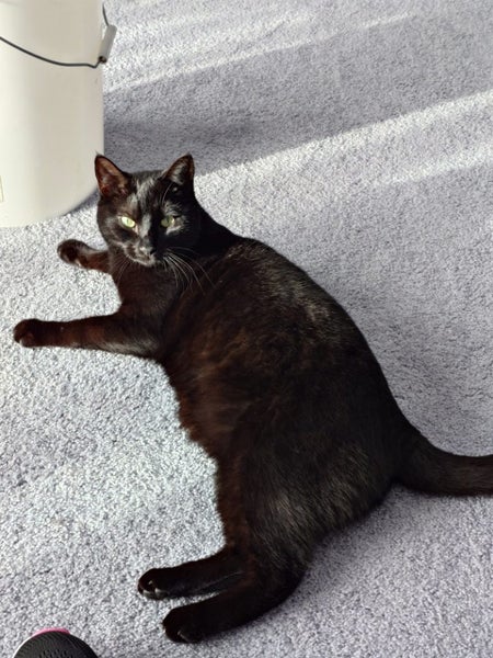 Black male Cat Free Carousel 1