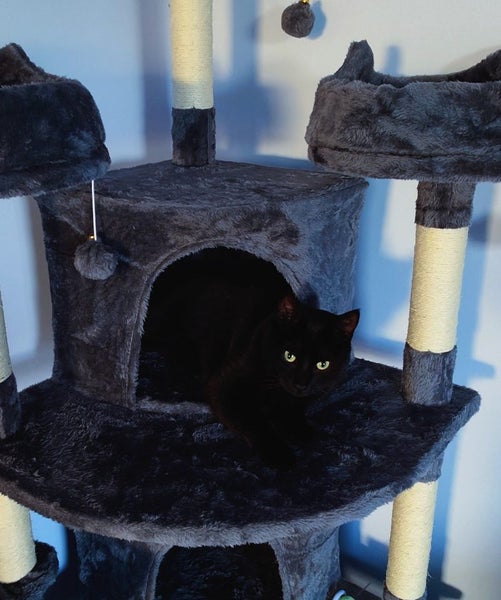 Black male Cat Free Carousel 2