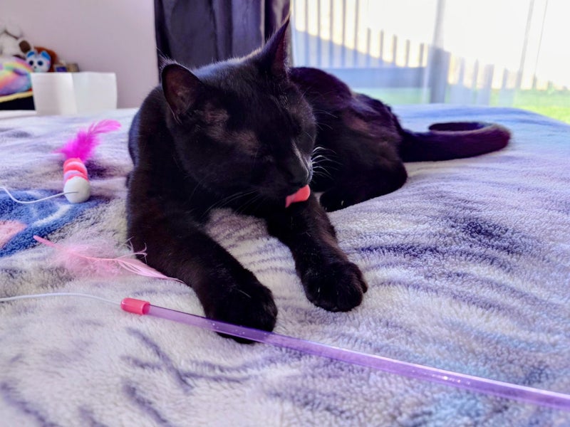 Black male Cat Free Carousel 5