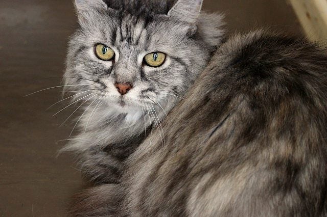 Cats Protection Canterbury - Kristal Carousel 2