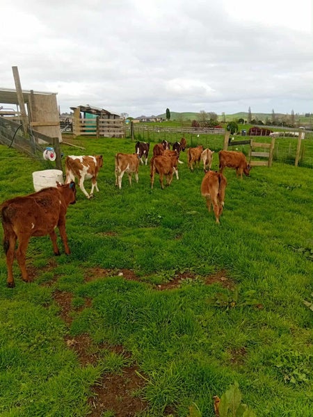 Heifer Calfs Carousel 1