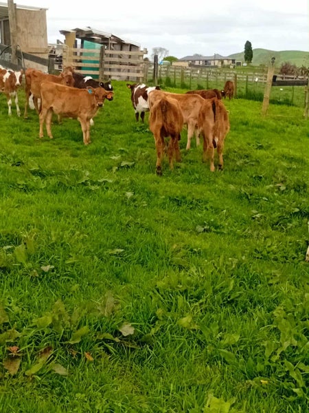Heifer Calfs Carousel 2