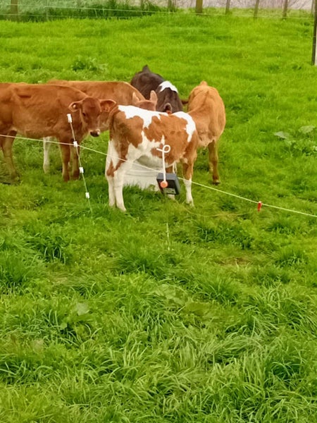 Heifer Calfs Carousel 3