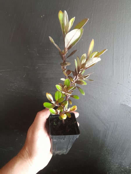 Corokia Frosted Chocolate x 1 Carousel 1