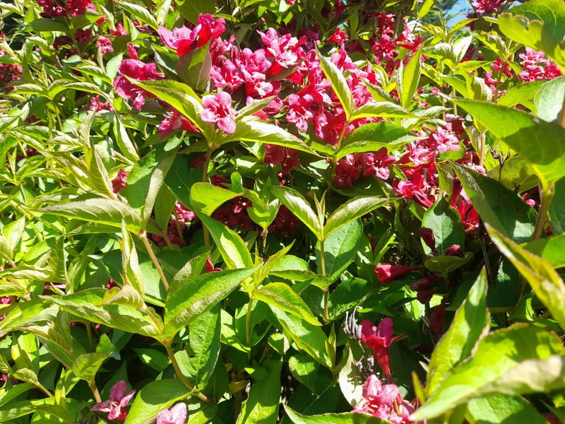 Weigela Newport Red Carousel 1