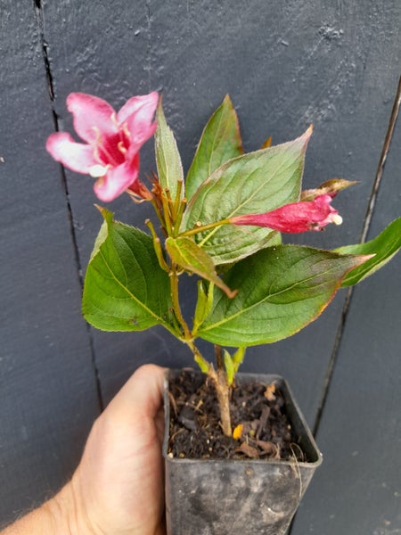 Weigela Newport Red Carousel 2