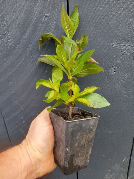 Weigela Newport Red Carousel 3