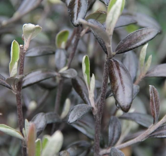 Corokia Frosted Chocolate x 50 Carousel 1