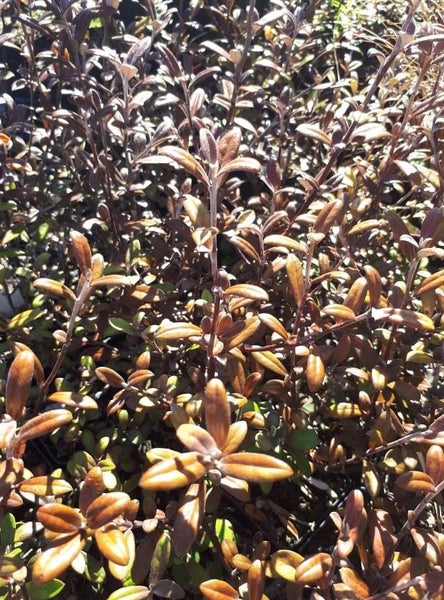 Corokia Frosted Chocolate x 50 Carousel 3
