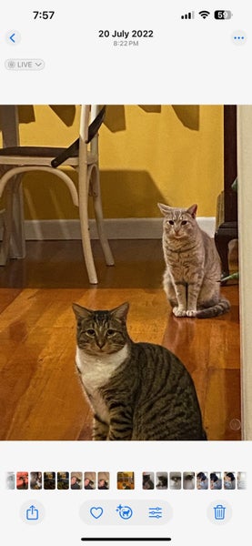 Simba & Narla free to a good home Carousel 1