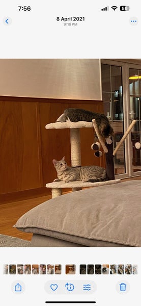 Simba & Narla free to a good home Carousel 2