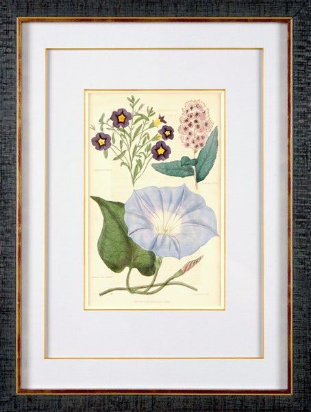 Newly Framed Botanical Print (1839) – Salpiglossis & Spiraea, Hand-Colored Carousel 6