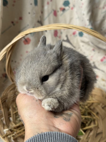 **Trained Netherland Dwarf Bunny Rabbits & Care Package** Carousel 1