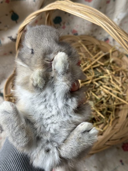 **Trained Netherland Dwarf Bunny Rabbits & Care Package** Carousel 2