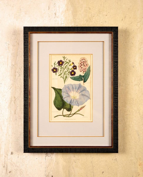 Newly Framed Botanical Print (1839) – Salpiglossis & Spiraea, Hand-Colored Carousel 2