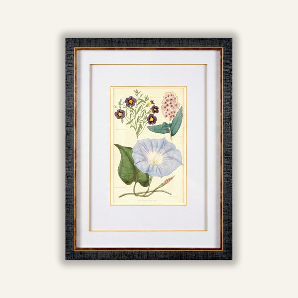 Newly Framed Botanical Print (1839) – Salpiglossis & Spiraea, Hand-Colored Carousel 1