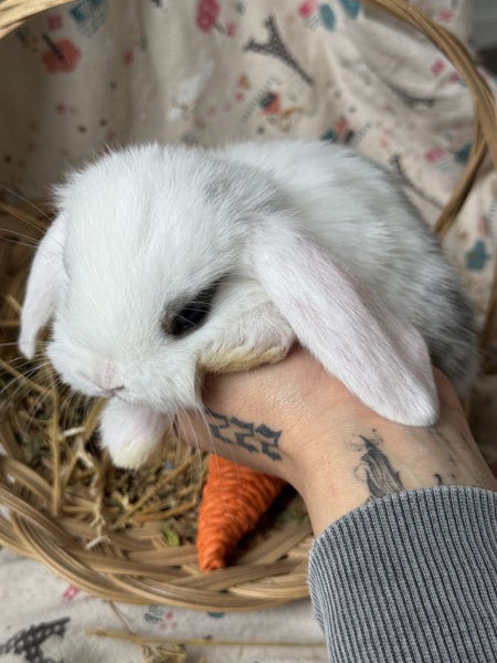 **Trained Mini Lop Bunny Rabbits & Care Package** Carousel 1