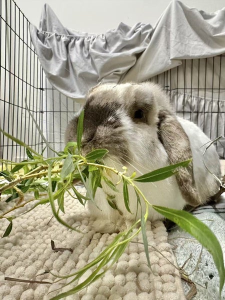 Monty - Happy Rescue Carousel 2