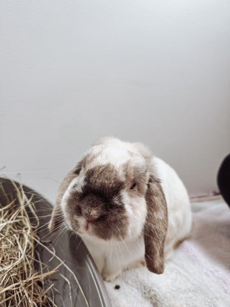 Monty - Happy Rescue Carousel 1