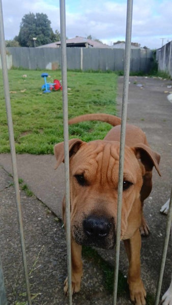 Found Beautiful sharpei cross Carousel 1