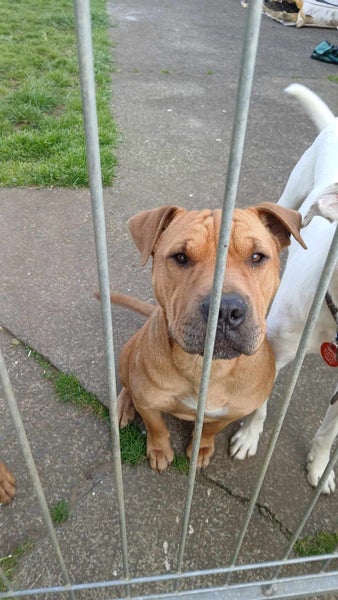 Found Beautiful sharpei cross Carousel 2
