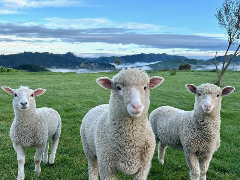 Last but not least- elevated 1.326ha lifestyle sec64004493760259113