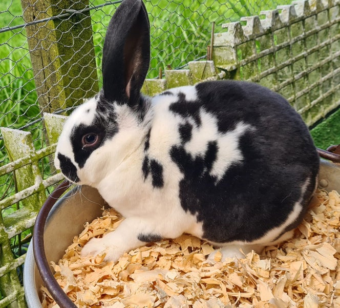 standard Rex kits Available Carousel 1