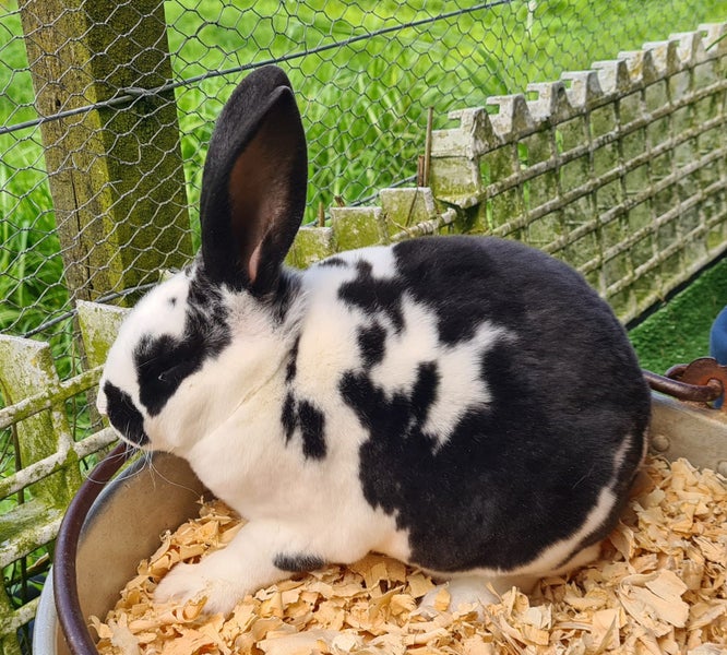 standard Rex kits Available Carousel 5