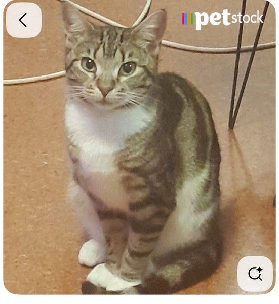 $250 Reward for safe return 10 Month Old Kitten Lost at PetStock Glen Innes 3.10 Carousel 2