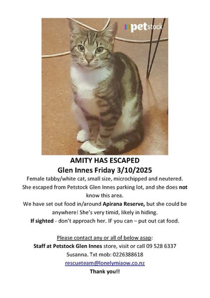 $250 Reward for safe return 10 Month Old Kitten Lost at PetStock Glen Innes 3.10 Carousel 1