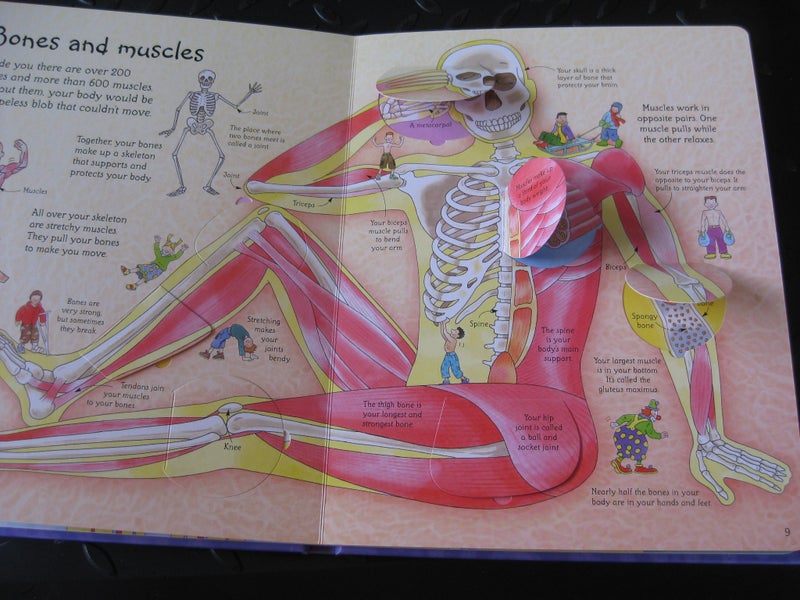 See Inside Your Body with over 50 flaps to lift. An Osbourne Flap Book. Carousel 3