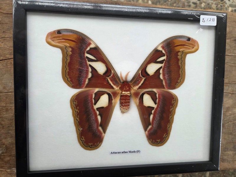 Taxidermied Atlas Moth. Carousel 1