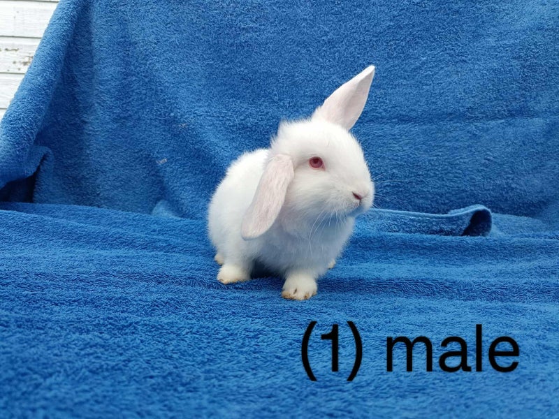 Purebred mini lop bunnies Carousel 2