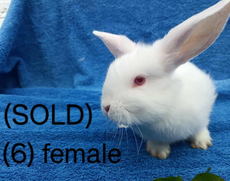 Purebred mini lop bunnies Carousel 6