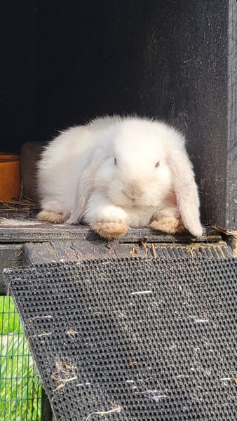 Beautiful mini lop babies ×5 Carousel 20