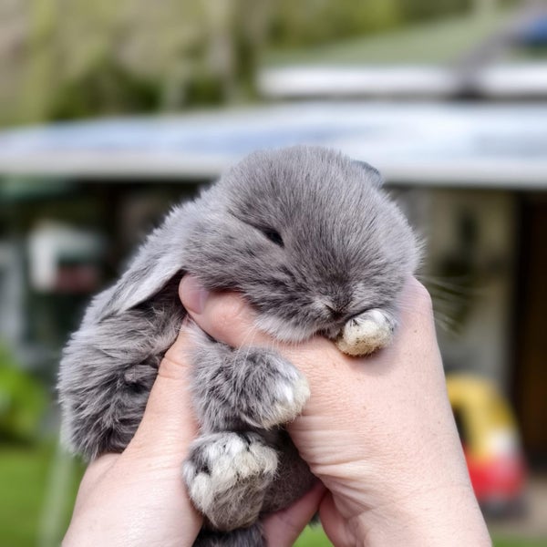 Beautiful mini lop babies ×5 Carousel 2