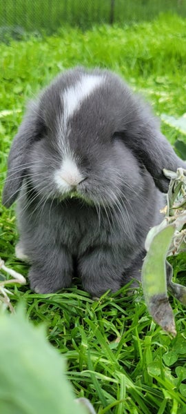 Beautiful mini lop babies ×5 Carousel 1