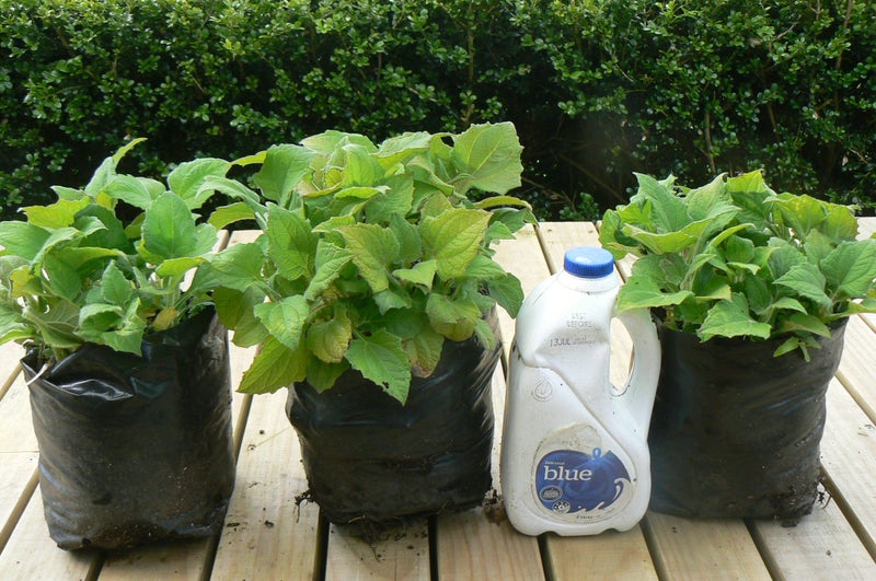 Yacon Plant- healthy sweetness Pb 8 /5litre bag64436700865538111