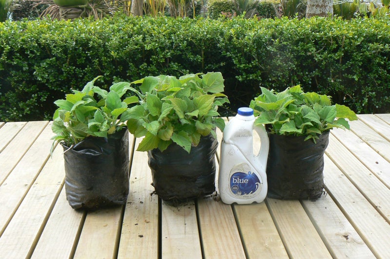 Yacon Plant- healthy sweetness Pb 8 /5litre bag64436700865538110