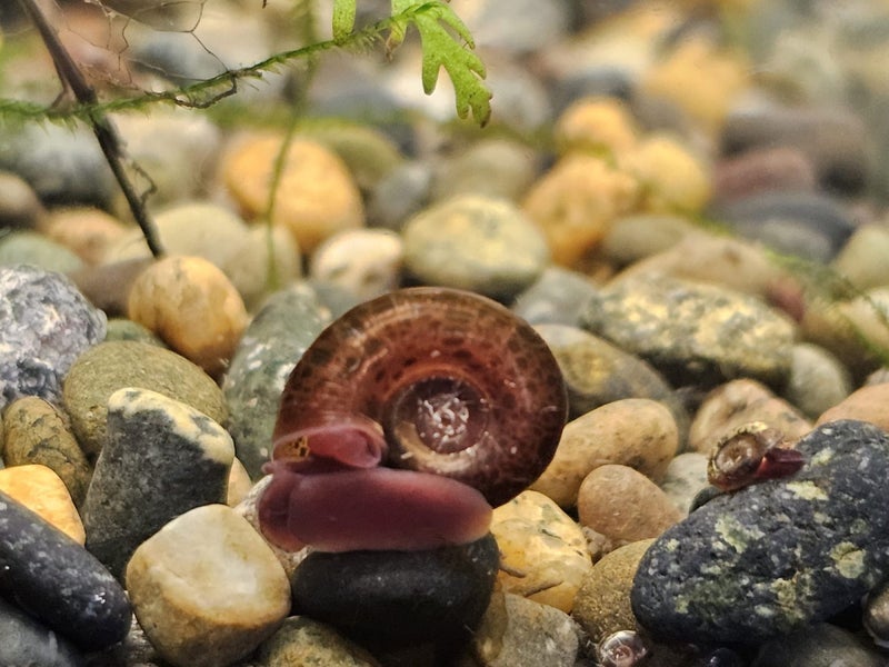 Ramshorn snails x 3 Carousel 1