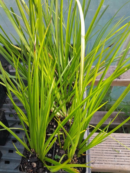 Acorus grass Varigated 5cm pots LOT BULKIER/QUICKER THAN BARE ROOT Carousel 1