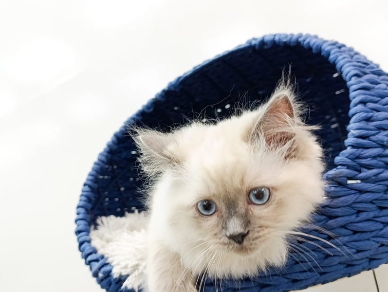 Ragdoll Kittens for Sale – 8 Weeks Old, Ready Now, Litter Trained Carousel 2