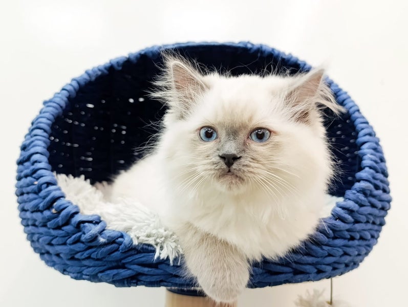 Ragdoll Kittens for Sale – 8 Weeks Old, Ready Now, Litter Trained Carousel 1