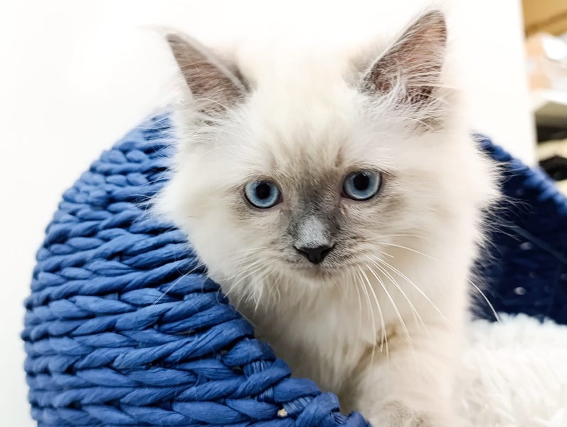 Ragdoll kitten64016960417922112